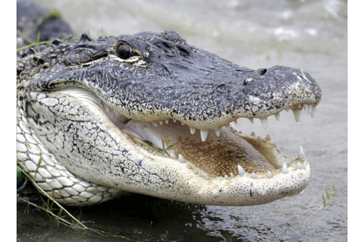 Alligator tales in Florida