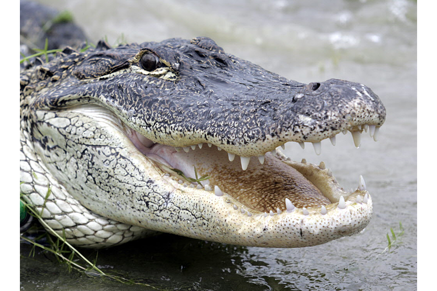 Alligator Tales: Wild & Fun Stories