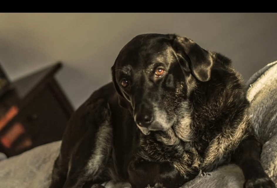 Places to Help Dog In Miami